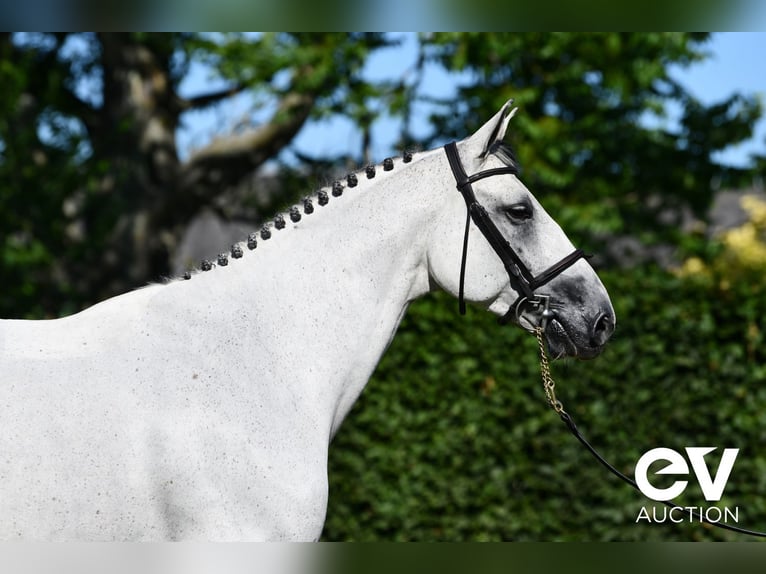 Selle Français Gelding 6 years 16 hh Gray in Saint-Pierre-de-Coutances