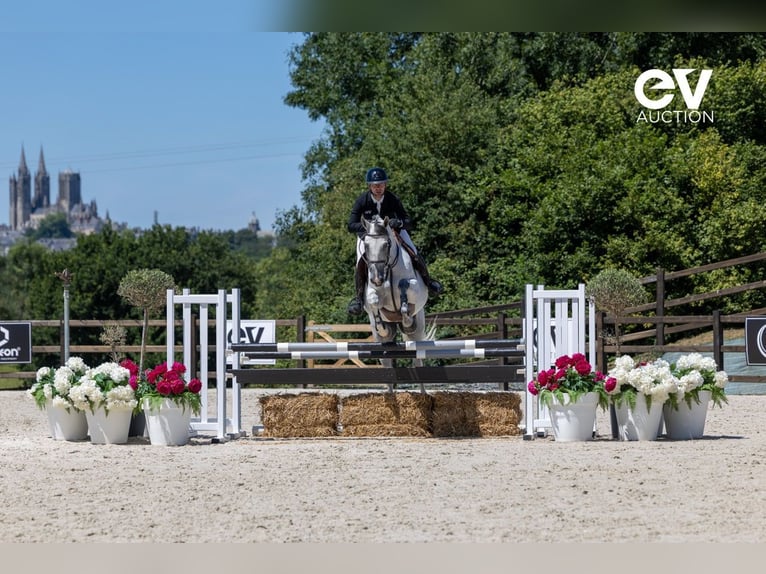 Selle Français Gelding 6 years 16 hh Gray in Saint-Pierre-de-Coutances