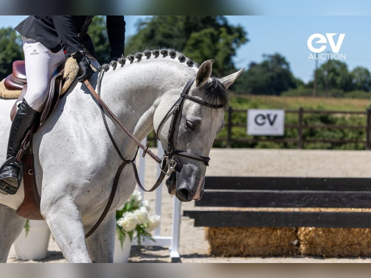 Selle Français Gelding 6 years 16 hh Gray in Saint-Pierre-de-Coutances