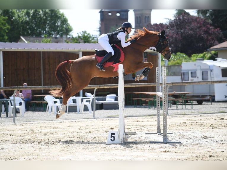 Selle Français Gelding 6 years 16,1 hh Chestnut-Red in Saint-Bonnet-de-Mure