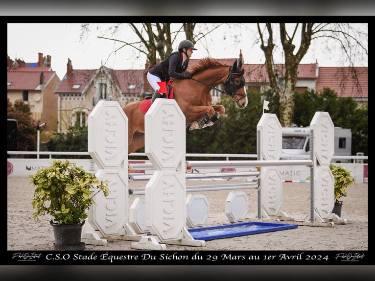 Selle Français Gelding 6 years 16,1 hh Chestnut-Red in Saint-Bonnet-de-Mure