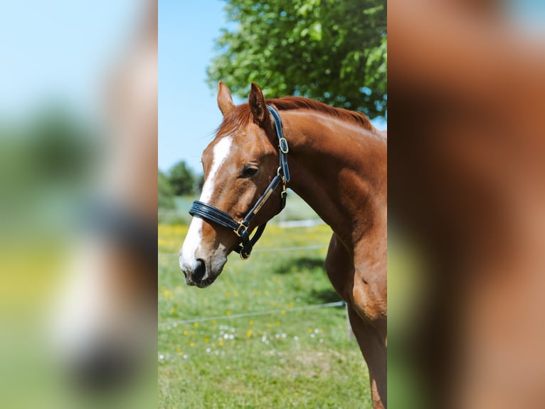 Selle Français Gelding 6 years 16,1 hh Chestnut-Red in Saint-Bonnet-de-Mure