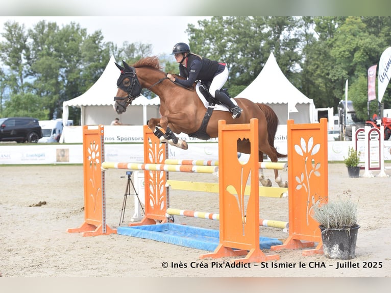 Selle Français Gelding 6 years 16,1 hh Chestnut-Red in Saint-Bonnet-de-Mure