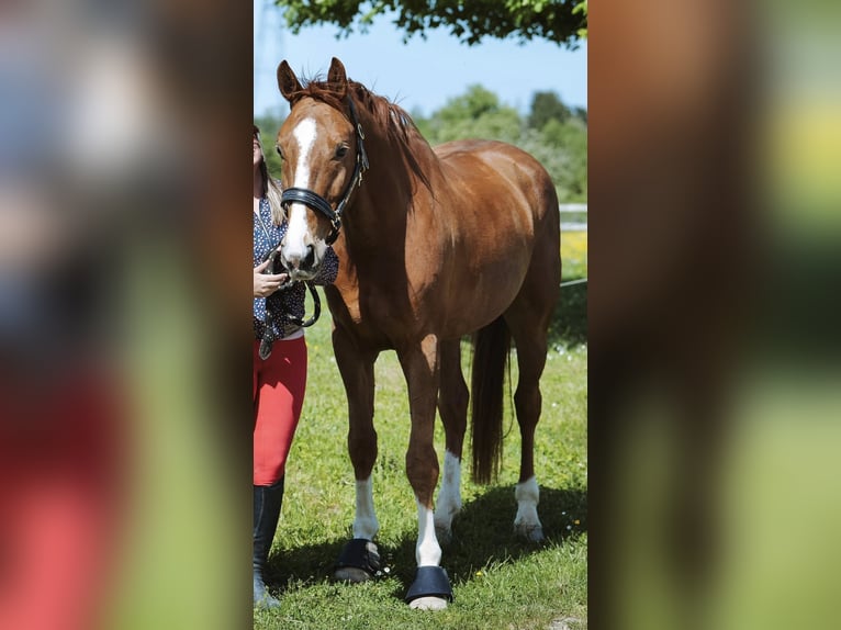 Selle Français Gelding 6 years 16,1 hh Chestnut-Red in Saint-Bonnet-de-Mure