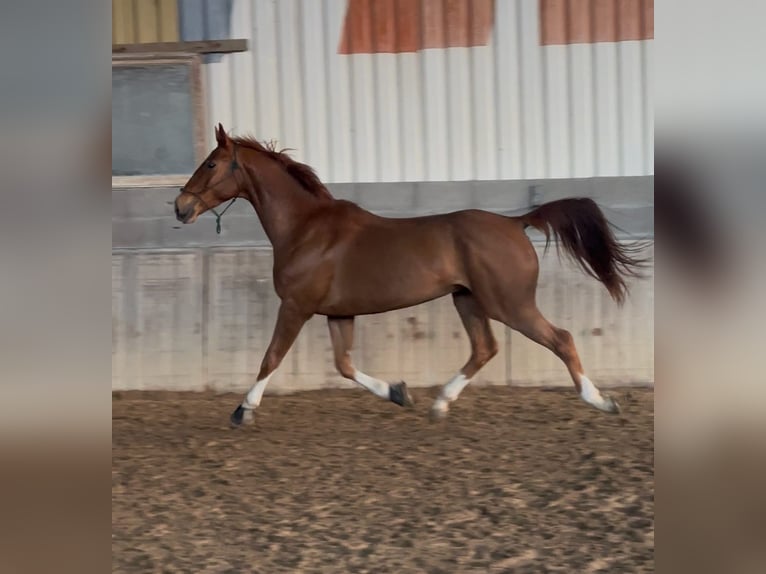 Selle Français Gelding 6 years 16,1 hh Chestnut-Red in Saint-Bonnet-de-Mure
