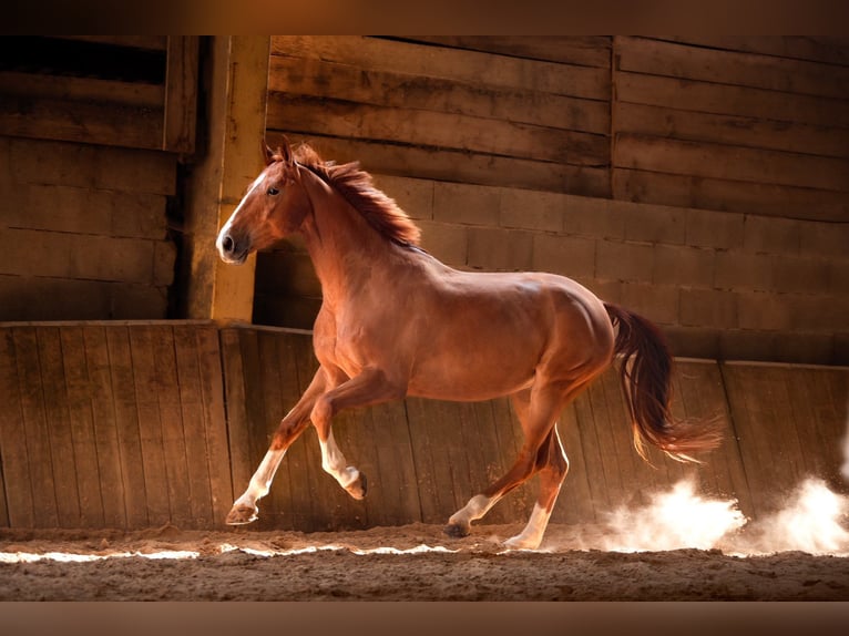 Selle Français Gelding 6 years 16,1 hh Chestnut-Red in Saint-Bonnet-de-Mure