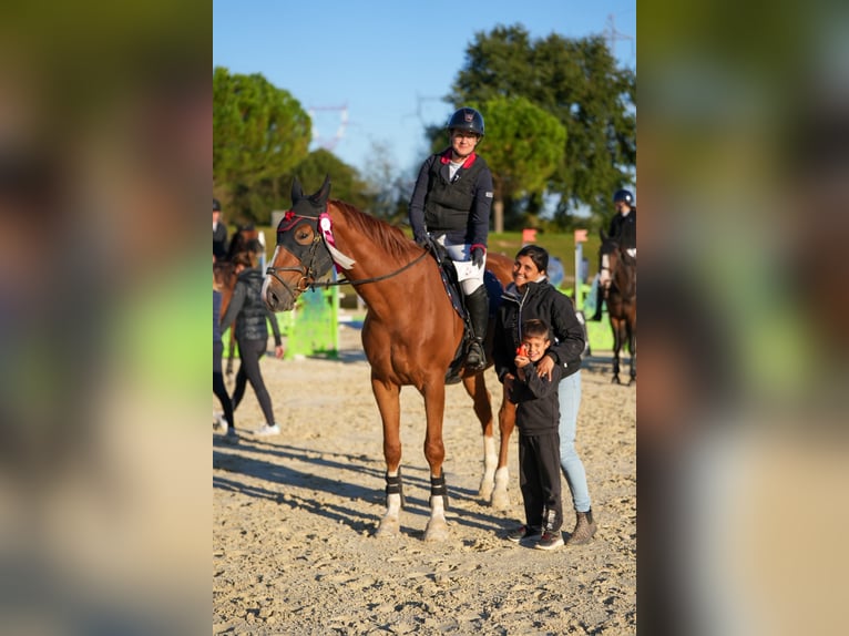 Selle Français Gelding 6 years 16,1 hh Chestnut-Red in Saint-Bonnet-de-Mure