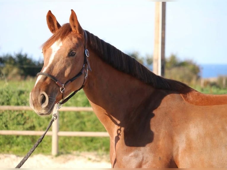 Selle Français Gelding 6 years 16,1 hh  in Uzeste