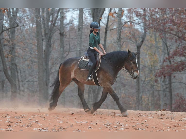 Selle Français Mix Gelding 6 years 16,2 hh Buckskin in Clover