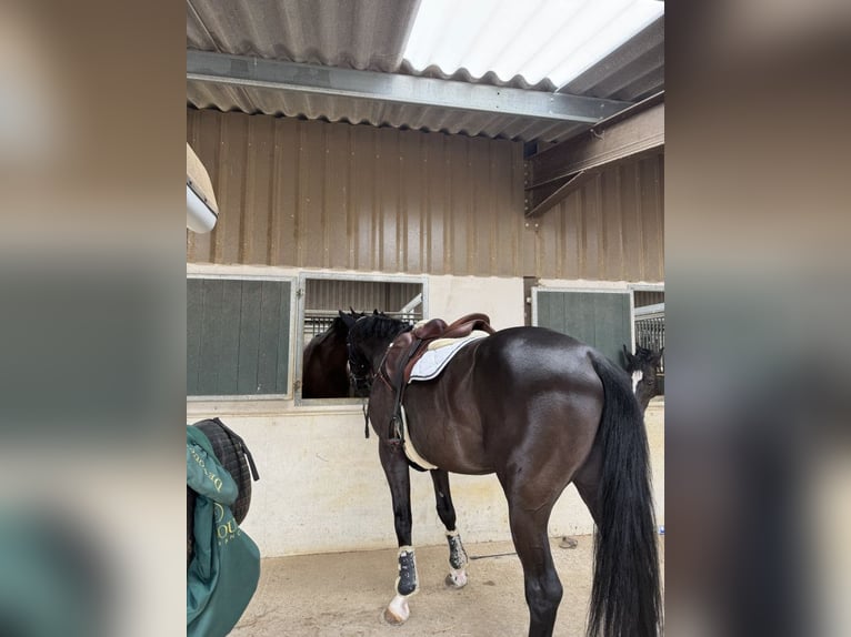 Selle Français Gelding 6 years 16,3 hh Black in Besan&#xE7;on