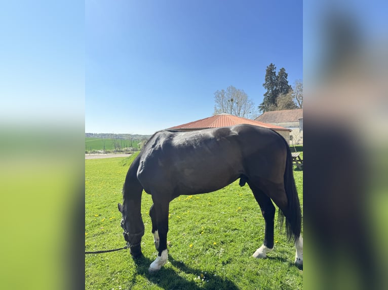 Selle Français Gelding 6 years 16,3 hh Black in &#xC9;gleny
