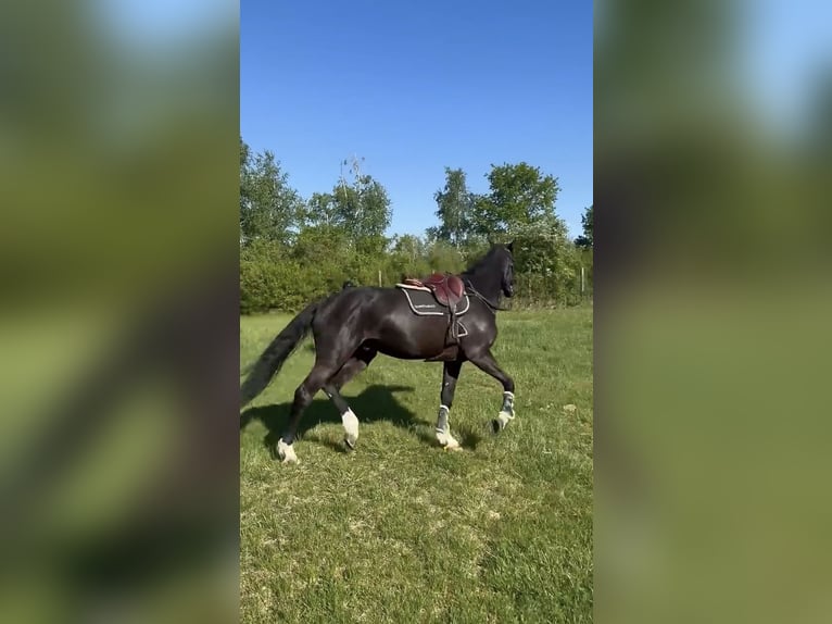 Selle Français Gelding 6 years 16,3 hh in Besan&#xE7;on