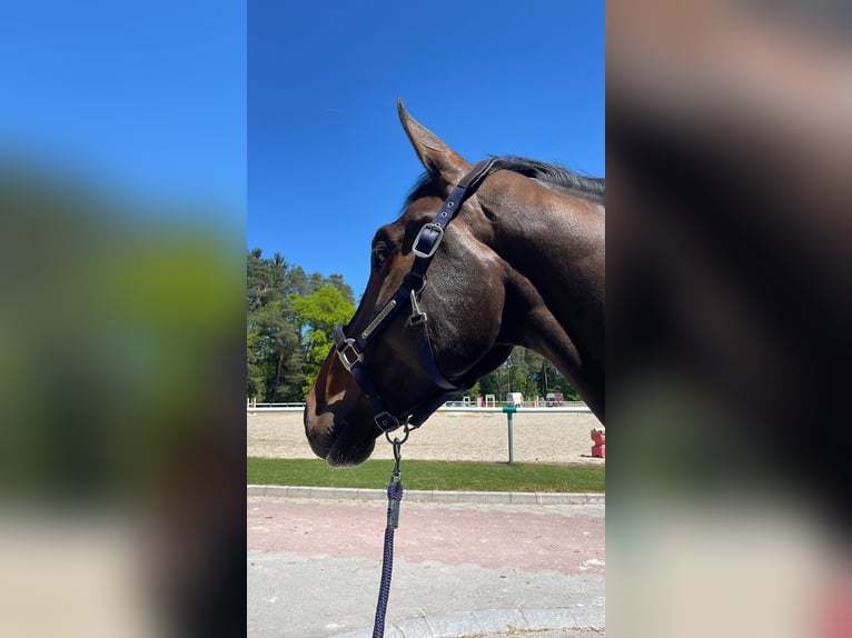 Selle Français Gelding 6 years 17,2 hh Brown in Polzela