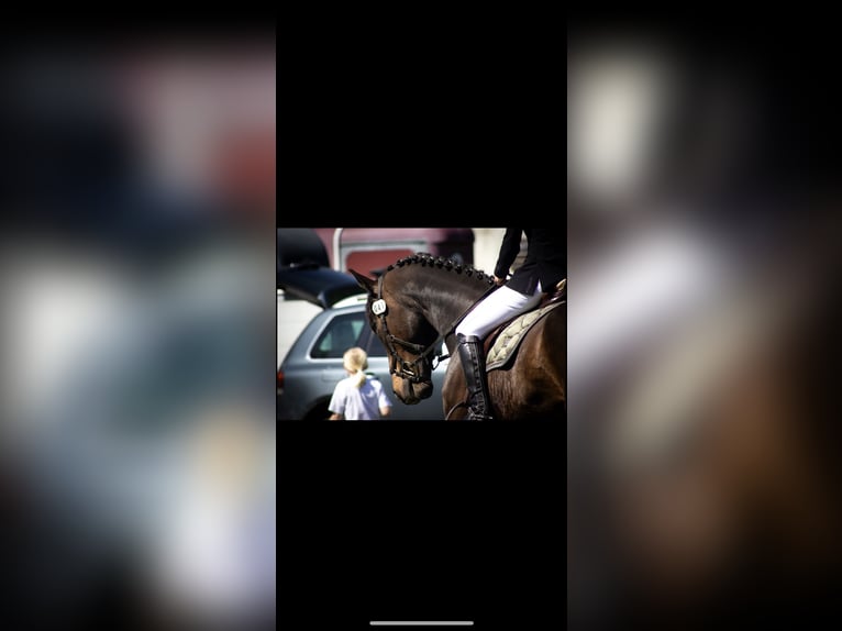 Selle Français Gelding 6 years 17 hh Bay-Dark in Zülpich