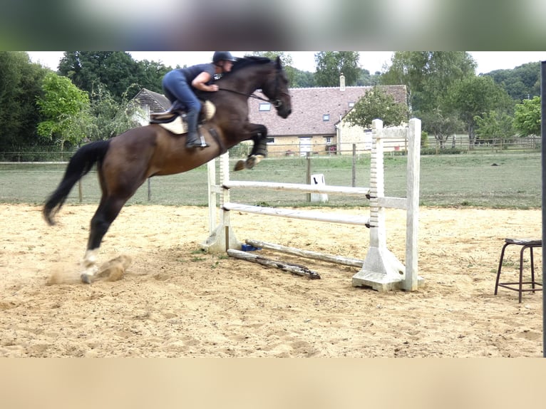 Selle Français Gelding 6 years 17 hh Brown in BEAUFAY