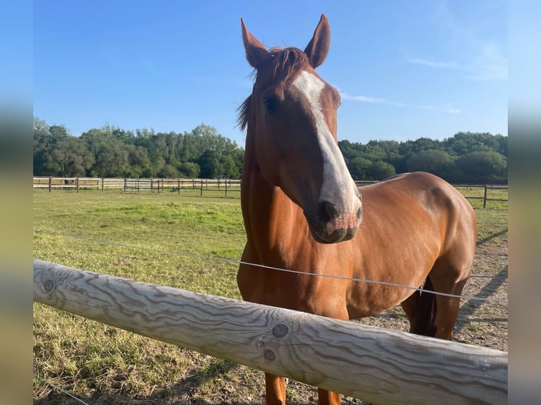 Selle Français Gelding 6 years 17 hh Sorrel in Saint-L&#xF4;