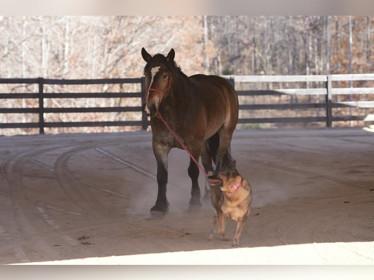 Selle Français Mix Gelding 6 years Buckskin in Clover