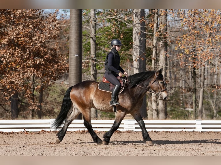 Selle Français Mix Gelding 6 years Buckskin in Clover