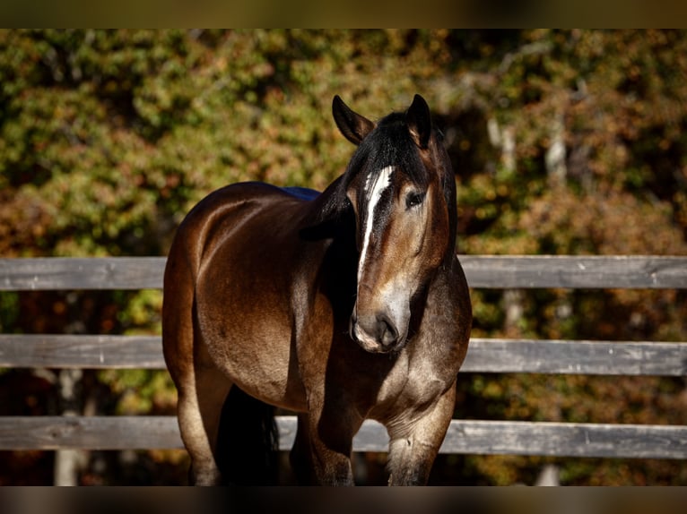 Selle Français Mix Gelding 6 years Buckskin in Clover