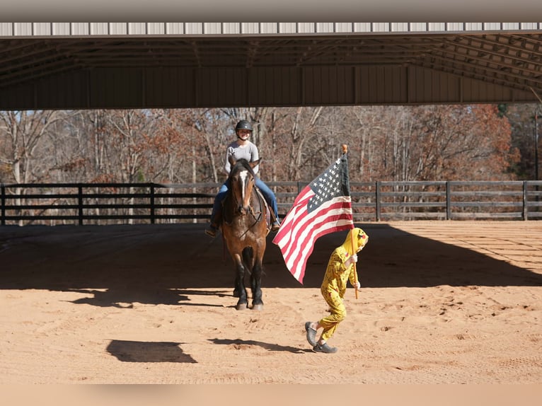 Selle Français Mix Gelding 6 years Buckskin in Clover