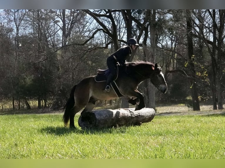Selle Français Mix Gelding 6 years Buckskin in Clover