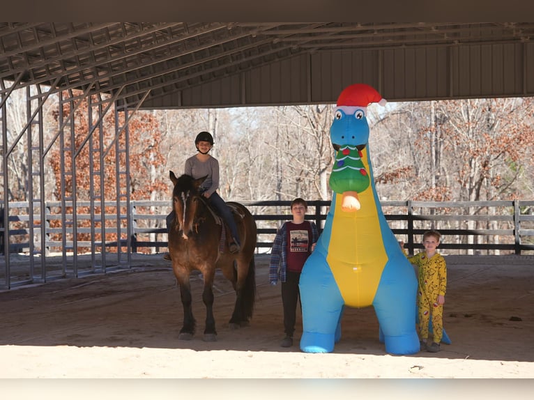 Selle Français Mix Gelding 6 years Buckskin in Clover