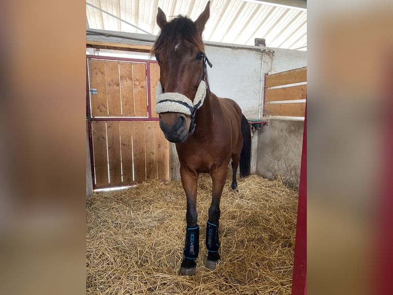 Selle Français Gelding 7 years 15,2 hh Brown in Pontarlier