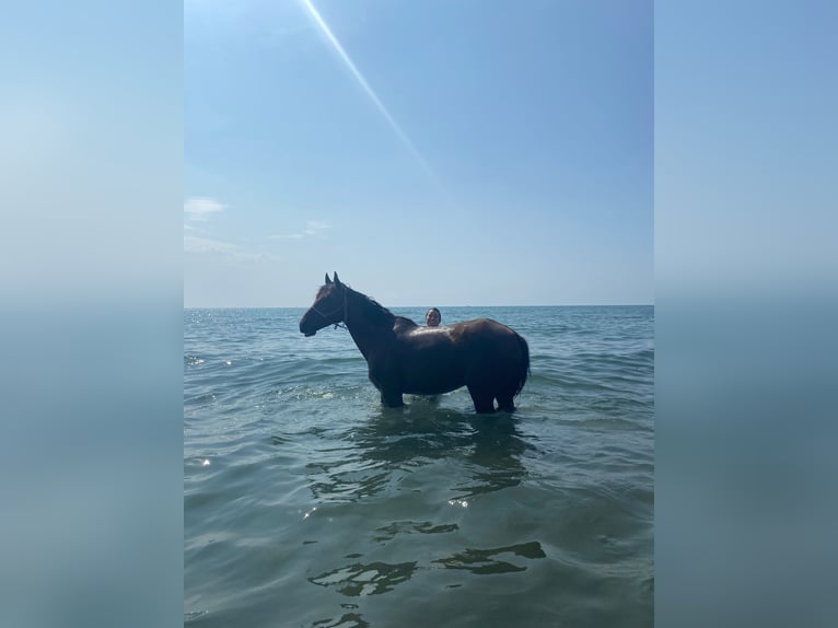 Selle Français Gelding 7 years 15,2 hh Brown in Pontarlier