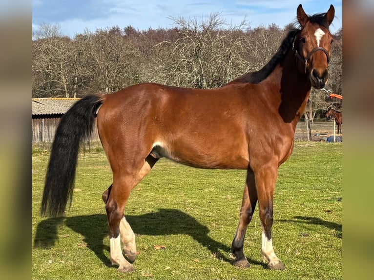 Selle Français Gelding 7 years 15,2 hh Brown in Uzeste