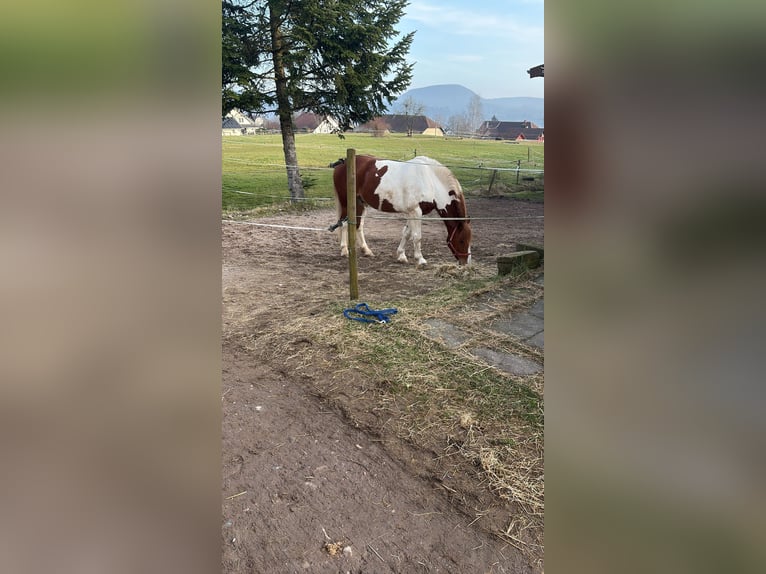 Selle Français Mix Gelding 7 years 15,2 hh Pinto in Freiburg im Breisgau
