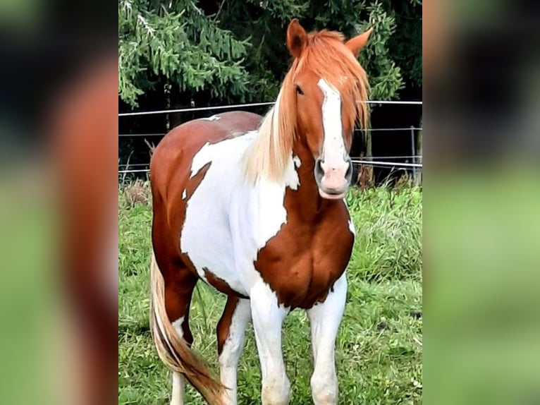Selle Français Mix Gelding 7 years 15,2 hh Pinto in Freiburg im Breisgau