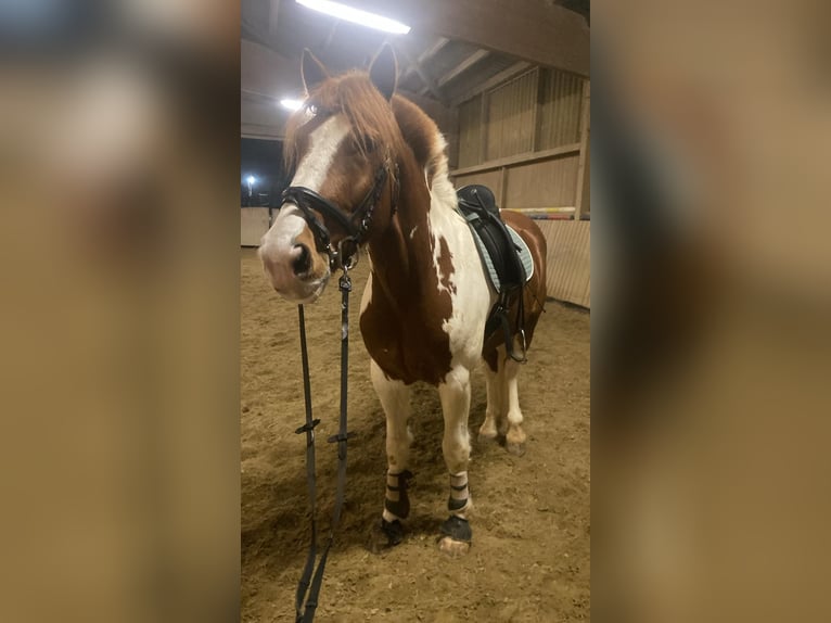 Selle Français Mix Gelding 7 years 15,2 hh Pinto in Freiburg im Breisgau