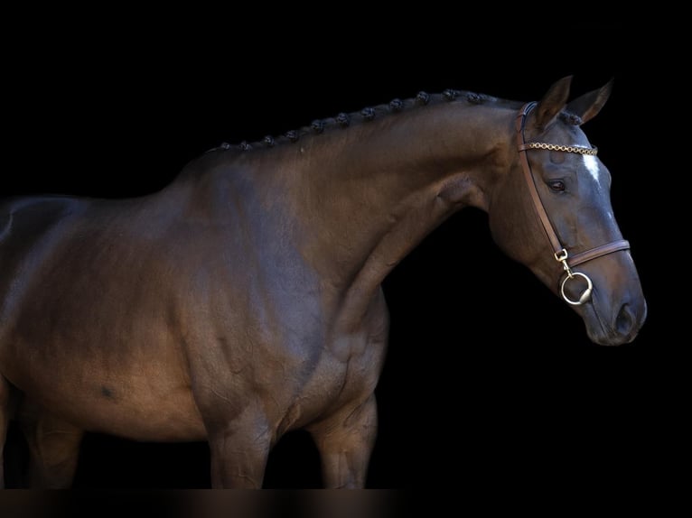 Selle Français Gelding 7 years 16,1 hh Brown in Wierden