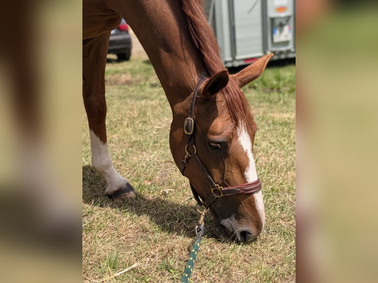 Selle Français Gelding 7 years 16.1 hh Sorrel in Saint-Amand-en-Puisaye