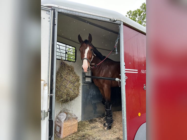 Selle Français Gelding 7 years 16,2 hh Brown in Pont de beauvoisin