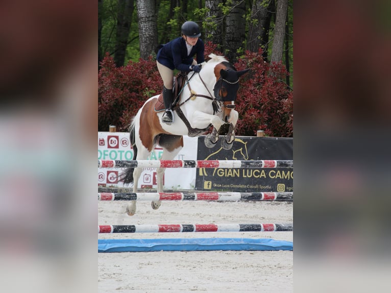 Selle Français Gelding 7 years 16 hh Pinto in Torino