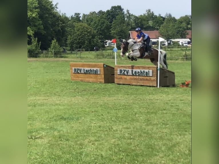 Selle Français Gelding 7 years 16 hh Pinto in Torino