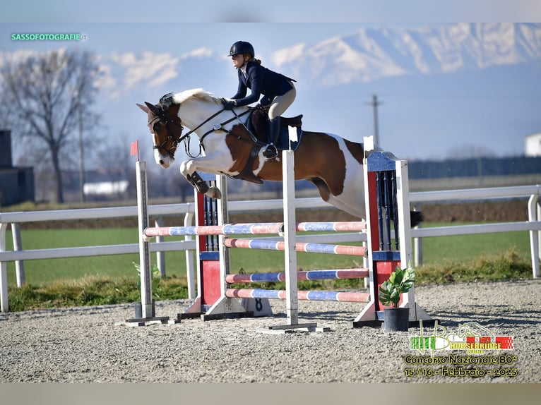 Selle Français Gelding 7 years 16 hh Pinto in Torino