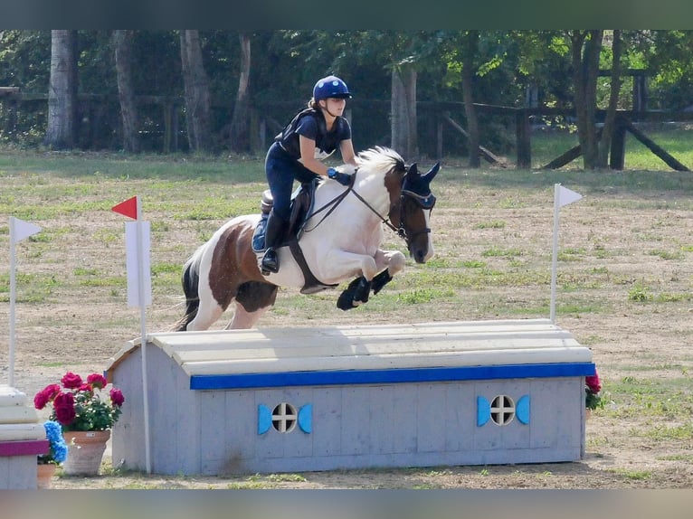 Selle Français Gelding 7 years 16 hh Pinto in Torino
