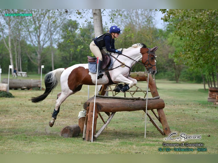 Selle Français Gelding 7 years 16 hh Pinto in Torino
