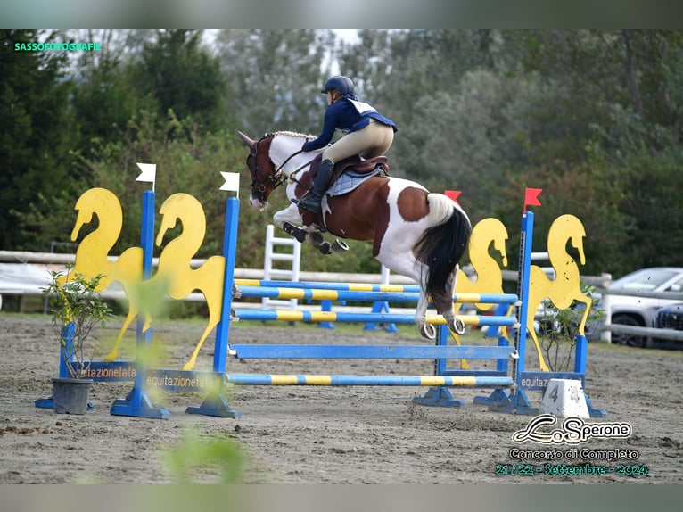 Selle Français Gelding 7 years 16 hh Pinto in Torino