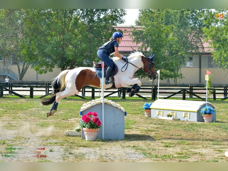 Selle Français Gelding 7 years 16 hh Pinto in Torino