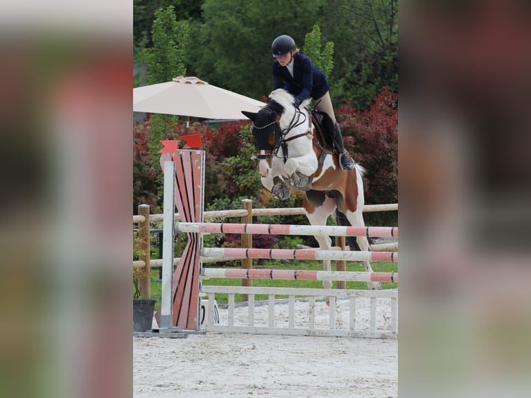Selle Français Gelding 7 years 16 hh Pinto in Torino