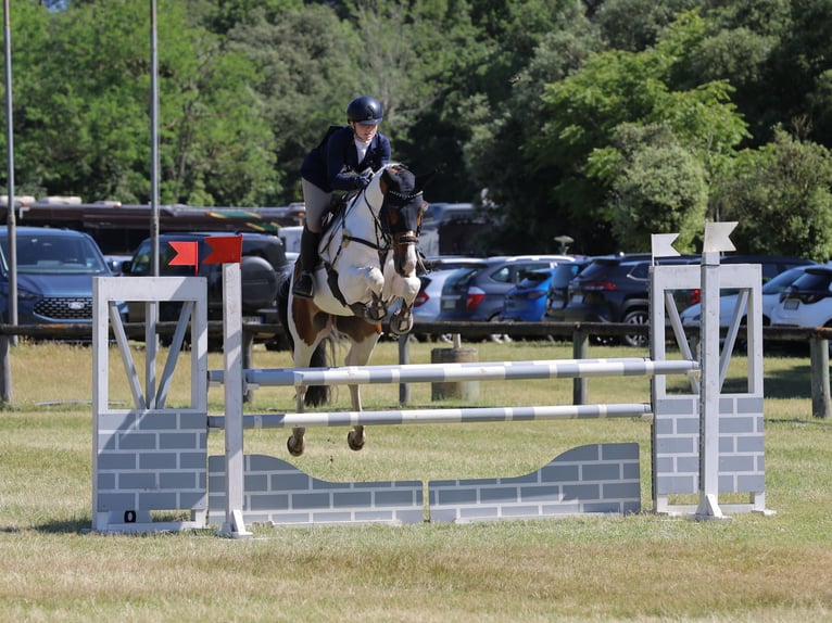 Selle Français Gelding 7 years 16 hh Pinto in Torino