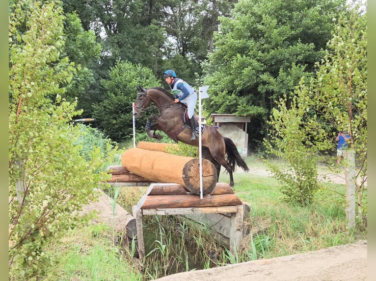 Selle Français Gelding 7 years 16,1 hh Brown in Wierden