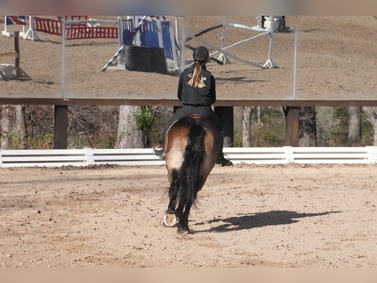 Selle Français Mix Gelding 7 years 16,2 hh Buckskin in Clover