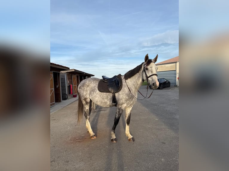 Selle Français Gelding 7 years 16,2 hh Grey-Fleabitten in MURET