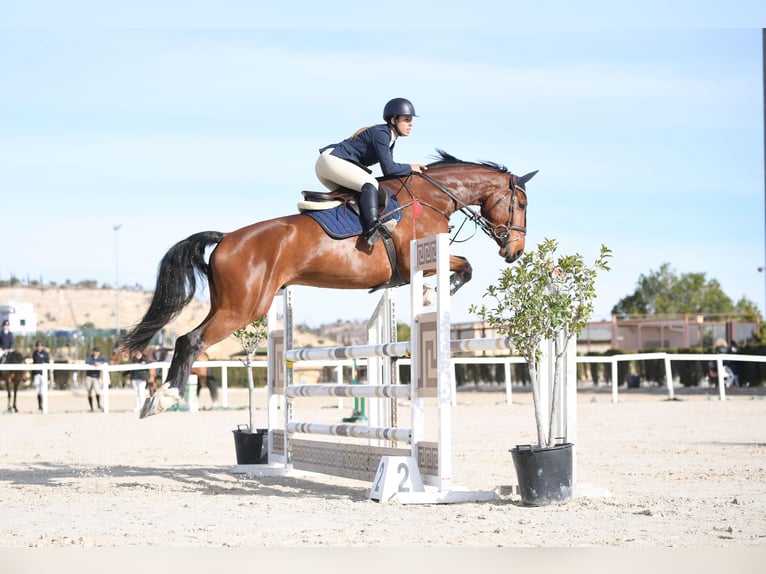 Selle Français Gelding 7 years 17.1 hh Brown in Cenes De La Vega