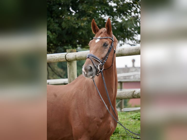 Selle Français Gelding 7 years 17 hh Chestnut-Red in Ranc&#xE9;