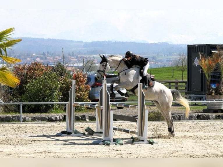 Selle Français Gelding 7 years 17 hh Grey-Fleabitten in &#xC9;cully
